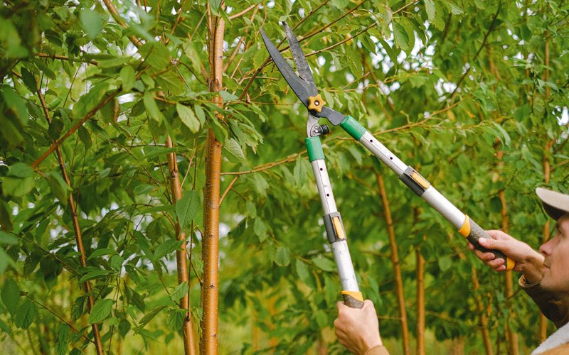 Tree trimming in Ridgeview, SD